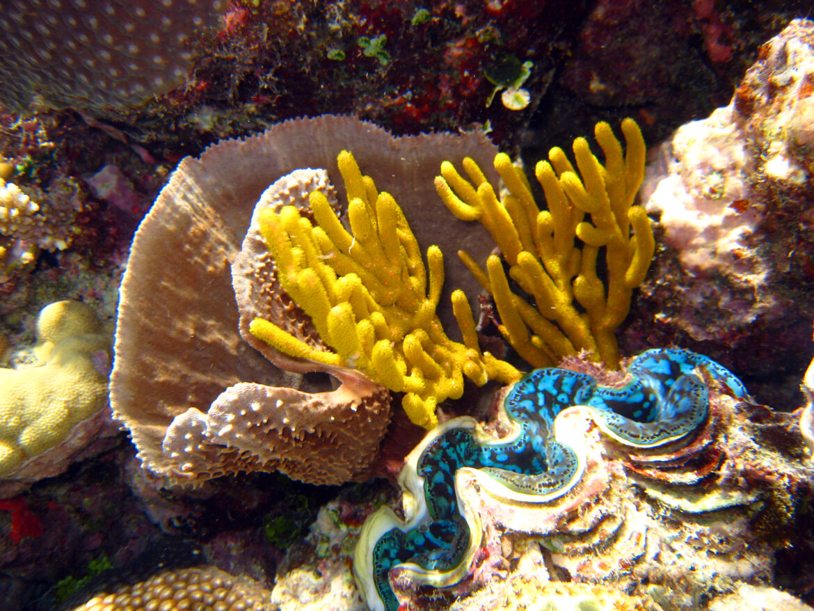 Australia now - une exposition sur la Grande Barrière de Corail à l'Aquarium de Paris