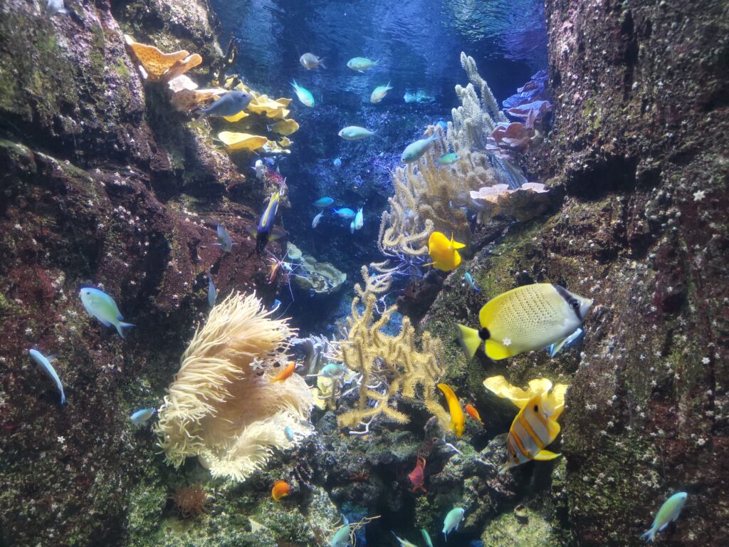Australia now - une exposition sur la Grande Barrière de Corail à l'Aquarium de Paris